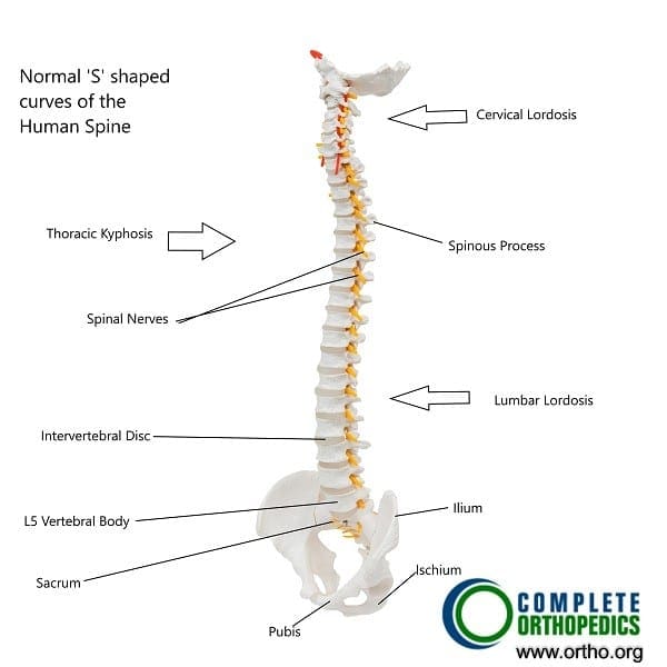 Curvas naturales en la columna vertebral humana.