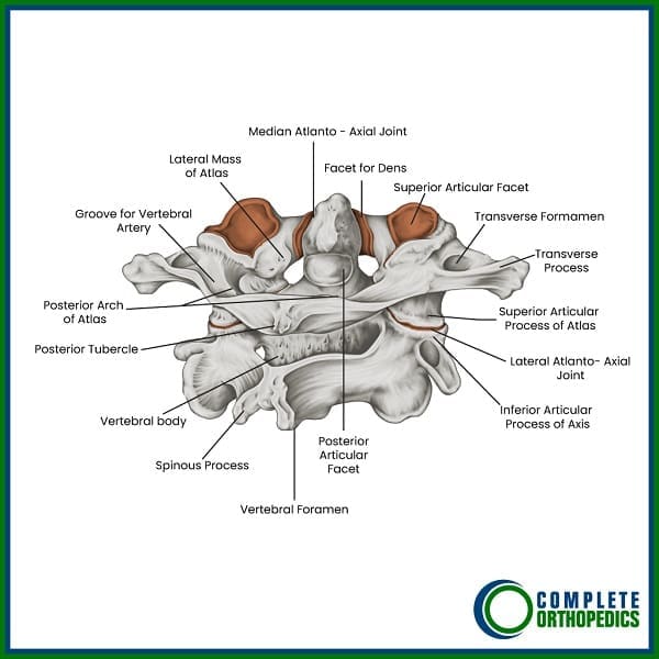 El Atlas (Hueso superior de la columna cervical) Ilustrado